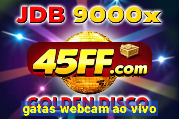 gatas webcam ao vivo